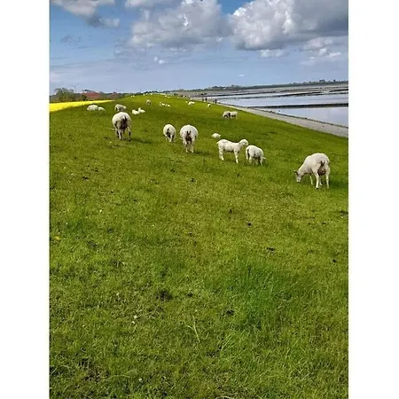 Vakantiehuis Friesengold Modern Retreat *